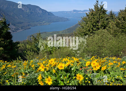 Deltoïdes couverts de coteau sur chien montagne surplombant la gorge du Columbia dans la gorge du Columbia National Scenic Banque D'Images