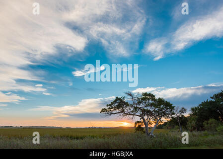 Big Sky et petit arbre sur Tybee Island au lever du soleil Banque D'Images