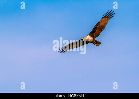 Brahminy kite flying isolés dans ciel bleu ; espèce de la Famille des Accipitridae Haliastur indus Banque D'Images