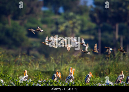 Dans Garganay d'Arugam Bay Lagoon, Sri Lanka ; espèce de la famille des Anatidae querquedula spatule Banque D'Images