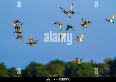 Dans Garganay d'Arugam Bay Lagoon, Sri Lanka ; espèce de la famille des Anatidae querquedula spatule Banque D'Images