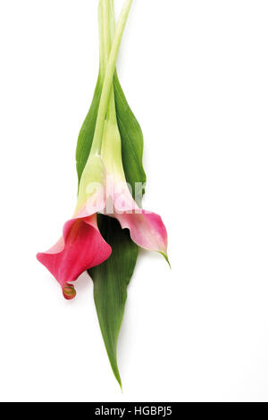 Calla Lily (zantedeschia) Fleurs et feuilles Banque D'Images