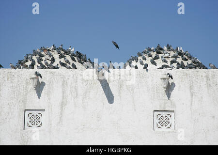 Qatar, Doha, Qassim mosquée, beaucoup de pigeons sur le toit Banque D'Images