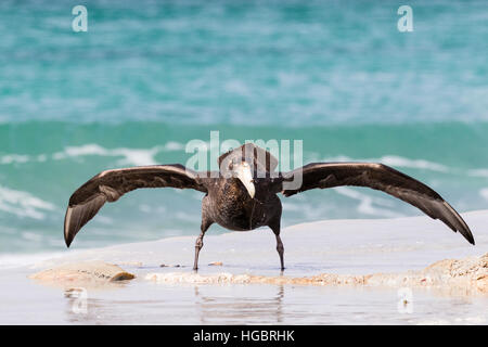 Pétrel géant. Il y a une grande partie d'orca morts enterrés dans le sable et les pétrels sont l'alimentation et des combats dans les environs. Banque D'Images