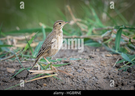 L'paddyfield pipit de Sprague, ou oriental, (Anthus rufulus) est une espèce de passereau de la famille sprague et bergeronnette. Banque D'Images