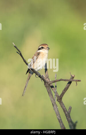 La pie-grièche brune (Lanius cristatus) est un oiseau de la famille c'est trouvé migratrice en Thaïlande. Banque D'Images