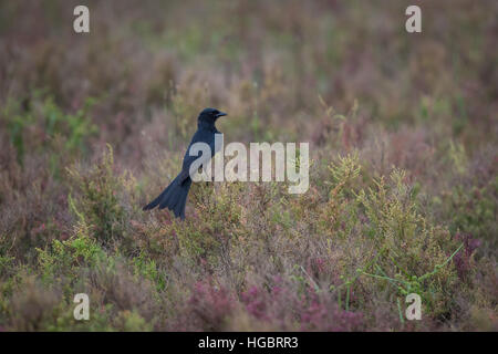 Le drongo noir (Dicrurus macrocercus asiatique) est un petit passereau de la famille drongo Dicruridae. Banque D'Images