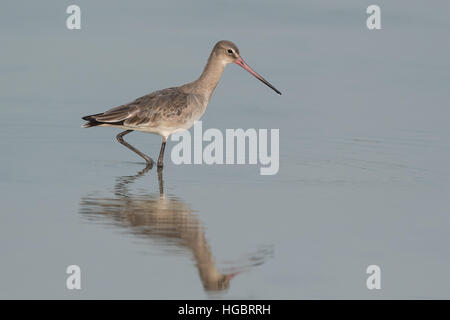 La barge à queue noire (Limosa limosa) est un grand, à longues pattes, long-billed shorebird décrit pour la première fois par Carl von Linné en 1758. Vu ici en hiver p Banque D'Images