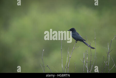 Le drongo noir (Dicrurus macrocercus asiatique) est un petit passereau de la famille drongo Dicruridae. Banque D'Images