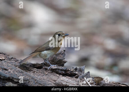 Femme bleue à gorge bleue (Lacedo rubeculoides) est une espèce de passereau de la famille, 2012.1. Banque D'Images