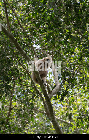 Le lar gibbon (Hylobates lar), également connu sous le nom de white-remis gibbon, est un primate de la famille Hylobatidae ou gibbon. Banque D'Images