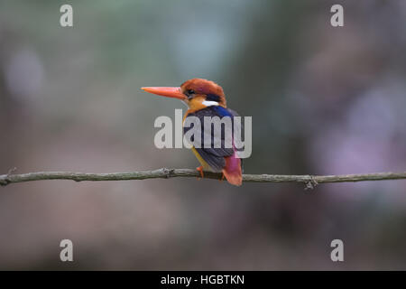 L'Oriental Dwarf Kingfisher (Ceyx erithaca) aussi connu comme le martin-pêcheur à dos noir ou trois doigts Kingfisher est une espèce d'oiseau de la Alcedinid Banque D'Images