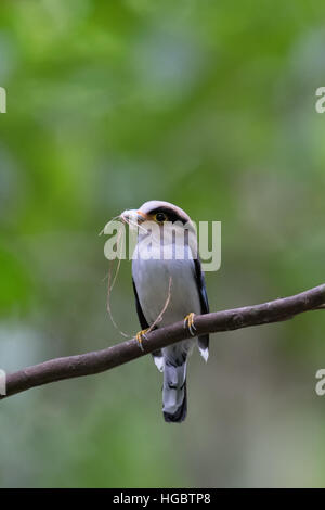 Le silver-breasted (Serilophus broadbill lunatus) est une espèce de passereau de la famille broadbill Eurylaimidae. Il est monotypique (la seule espèce) withi Banque D'Images