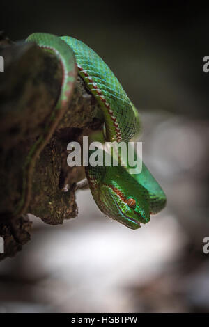 Le pape mâle's Pit Viper, popeorum popeorum Trimeresurus, dans le parc national de Kaeng Krachan, Thaïlande. Banque D'Images