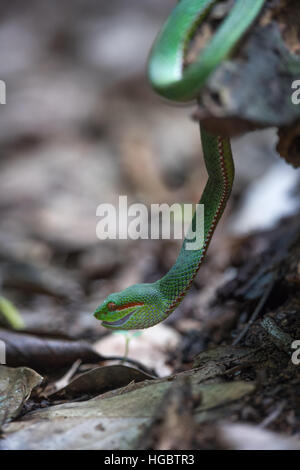 Le pape mâle's Pit Viper, popeorum popeorum Trimeresurus, dans le parc national de Kaeng Krachan, Thaïlande. Banque D'Images