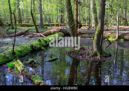 Forêt mixte humide au printemps avec de l'eau stagnante et les arbres morts en partie diminué, la forêt de Bialowieza, Pologne, Europe Banque D'Images