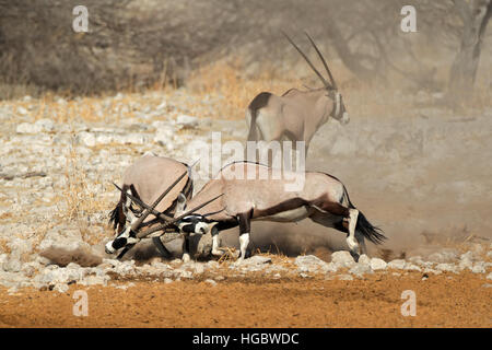 Deux antilopes gemsbok (Oryx gazella) combats, Etosha National Park, Namibie Banque D'Images