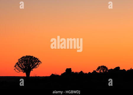 Silhouette d'arbres carquois (Aloe dichotoma) au coucher du soleil, la Namibie, l'Afrique du Sud Banque D'Images