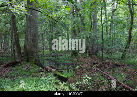 Midi d'été en peuplement feuillu humide avec de l'eau stagnante en premier plan, la forêt de Bialowieza, Pologne, Europe Banque D'Images