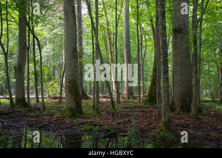 Vieux frêne et chêne naturel en été peuplement feuillu, La Forêt de Bialowieza, Pologne, Europe Banque D'Images