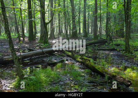 Midi d'été humide en peuplement feuillu arbre cassé avec le mensonge et l'eau stagnante, la forêt de Bialowieza, Pologne, Europe Banque D'Images