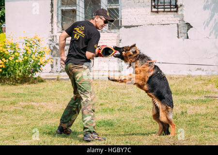 Gomel, Bélarus - 23 juillet 2016 : la formation de chien de berger allemand en club de sport régional de Gomel et décoratif chien-reproduction. Chien de mordre. Chien Loup d'Alsace. Banque D'Images