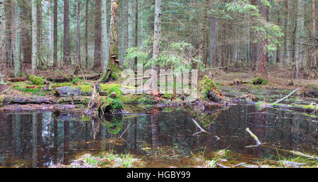 Peuplement résineux au printemps avec de l'eau en premier plan, la forêt de Bialowieza, Pologne, Europe Banque D'Images