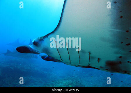 La raie manta (manta birostris) à Nusa Penida. Bali, Indonésie Banque D'Images