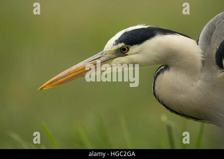 Héron cendré (Ardea cinerea) portrait comme il tiges sa proie Banque D'Images