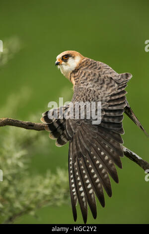 Red footed falcon (Falco vespertinus) female stretching Banque D'Images