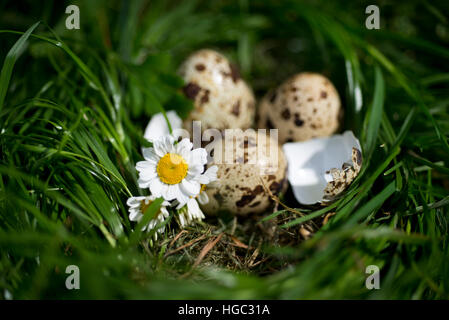 Des oeufs de cailles dans l'herbe avec la camomille. Banque D'Images