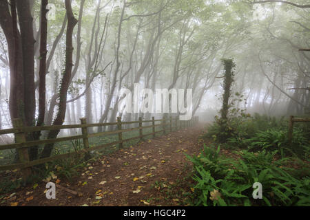 L'arbre dans la brume au pic Hill près de Sidmouth dans le sud-est du Devon. Banque D'Images