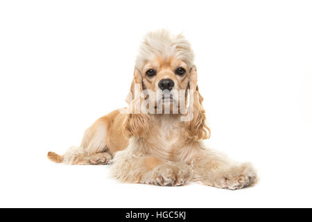 Cute blonde hot dog cocker couchée sur le plancher blanc face caméra isolé sur fond blanc Banque D'Images