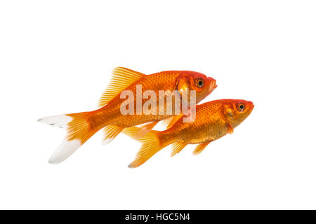 Deux poissons rouges nage isolé sur fond blanc Banque D'Images