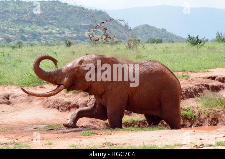 Kenya's red elephant en prenant un bain de boue dans le parc de Tsavo East Banque D'Images