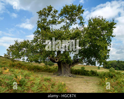 Grand Old English Oak tree against blue sky in Bradgate Country Park, Leicestershire, Angleterre, Royaume-Uni. Banque D'Images