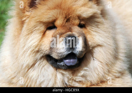 Portrait en gros plan d'un chow-chow dog Banque D'Images