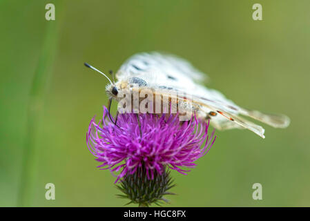 Papillon Parnassius apollo (Linnaeus) sur fleur pourpre chardon Banque D'Images