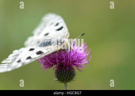 Papillon Parnassius apollo (Linnaeus) sur fleur pourpre chardon Banque D'Images