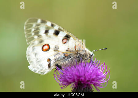 Papillon Parnassius apollo (Linnaeus) sur fleur pourpre chardon Banque D'Images