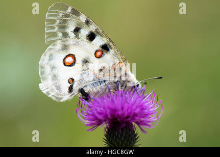 Papillon Parnassius apollo (Linnaeus) sur fleur pourpre chardon Banque D'Images