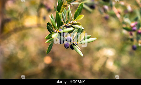 Olives sur une branche prête à être récoltée. Banque D'Images