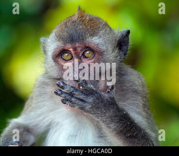 Macaque Macaca manger du crabe fasdicularis sur la plage du sud de la Thaïlande Banque D'Images