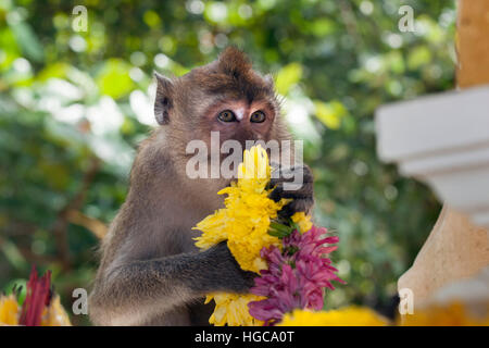 Manger du crabe fasdicularis temple Macaque Macaca trashing fleurs Banque D'Images