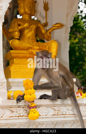 Macaque Macaca manger du crabe fasdicularis sur le Temple dans le sud de la Thaïlande Banque D'Images