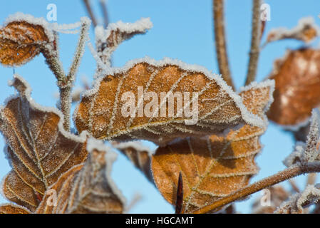 Gel dur sur golden brown feuilles de hêtre contre un ciel bleu sur un froid matin d'hiver en Décembre Banque D'Images