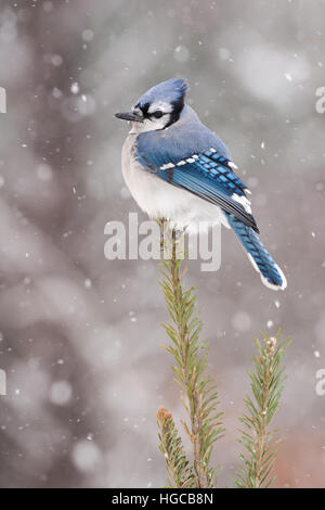 Geai bleu entouré par la neige Banque D'Images