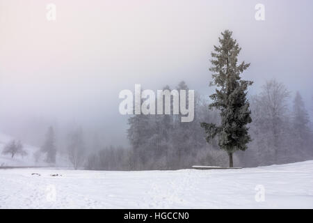 Matin brouillard dans la forêt d'épinettes sur une prairie enneigée en hiver lever du soleil Banque D'Images