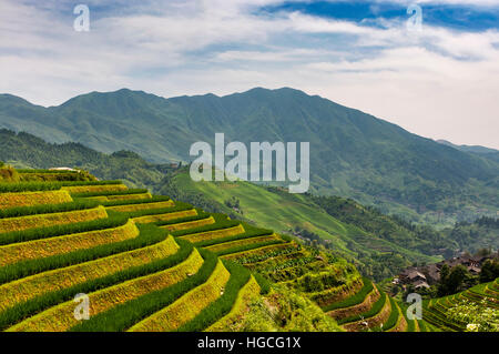 Voir les rizières en terrasses de Longsheng (Dragon's backbone Rice Terraces) dans le Guangxi, Chine. Banque D'Images