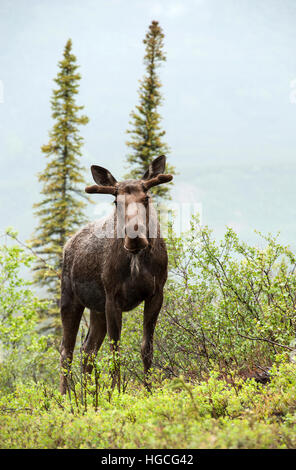 Les jeunes Bull Moose, à l'été de pluie, de l'Alaska.. Banque D'Images